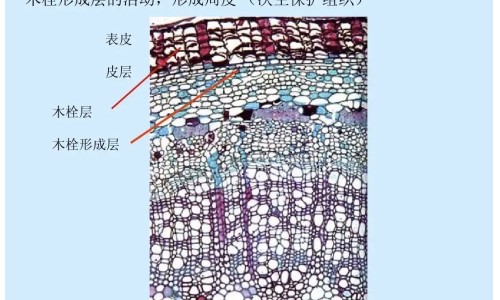 海马舒活膏说明书网 - 网站提供海马软膏的功效与作用小常识、海马软膏的功效与作用