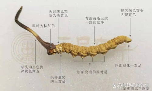 海马舒活膏说明书网 - 网站提供海马软膏的功效与作用小常识、海马软膏的功效与作用